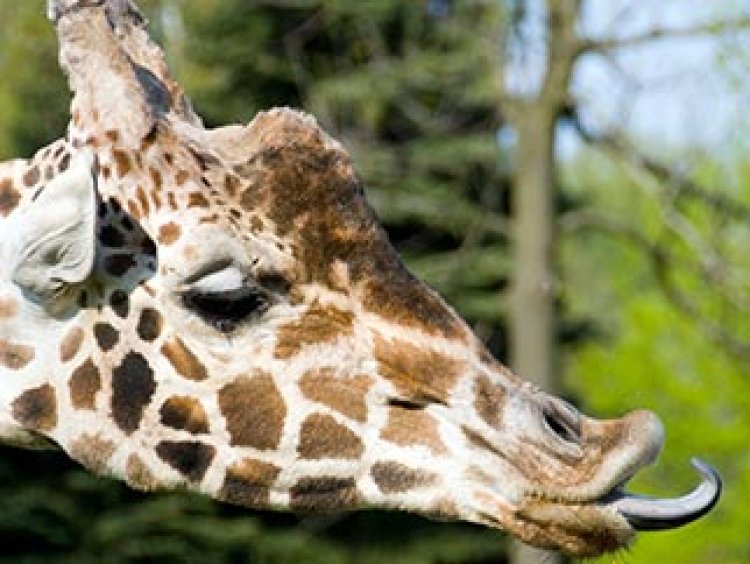 Le Zoo de la Palmyre